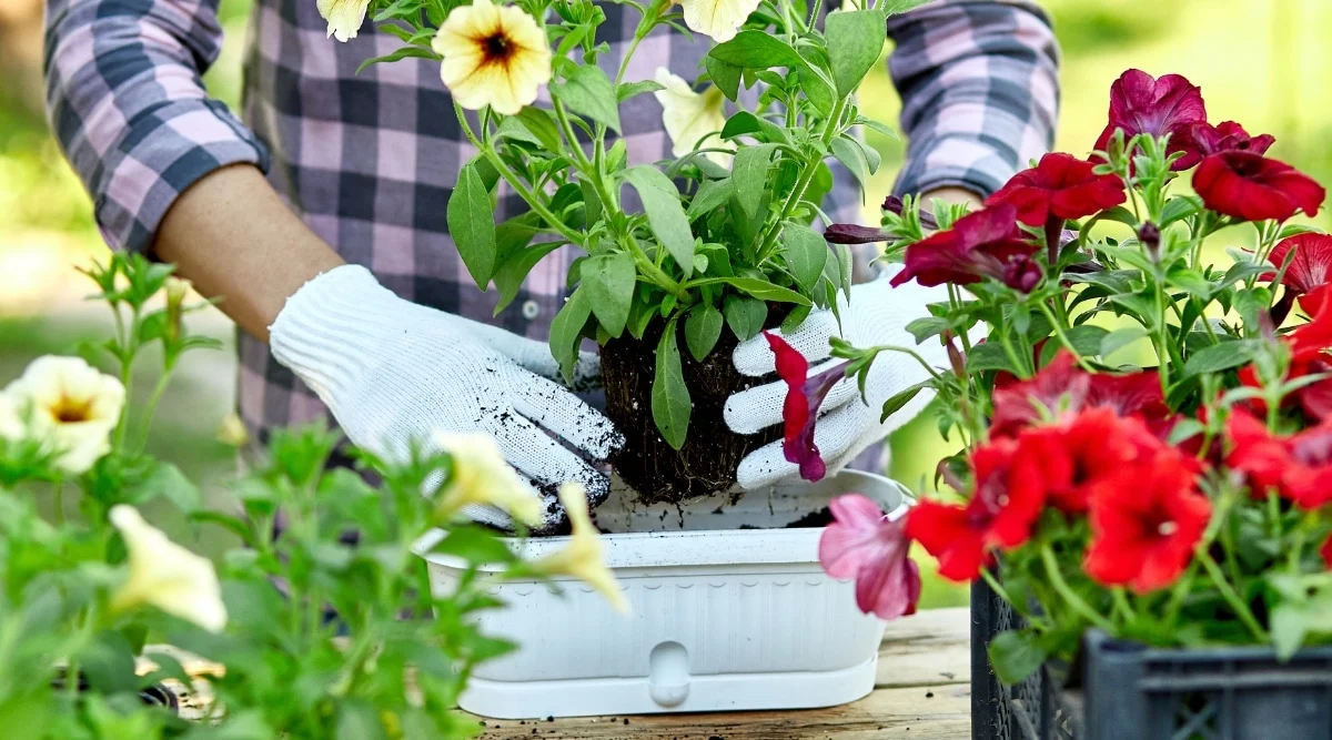 Tuinmaterialen Verkoop -Tuinmaterialen Verkoop Woman hand planting flowers petunia